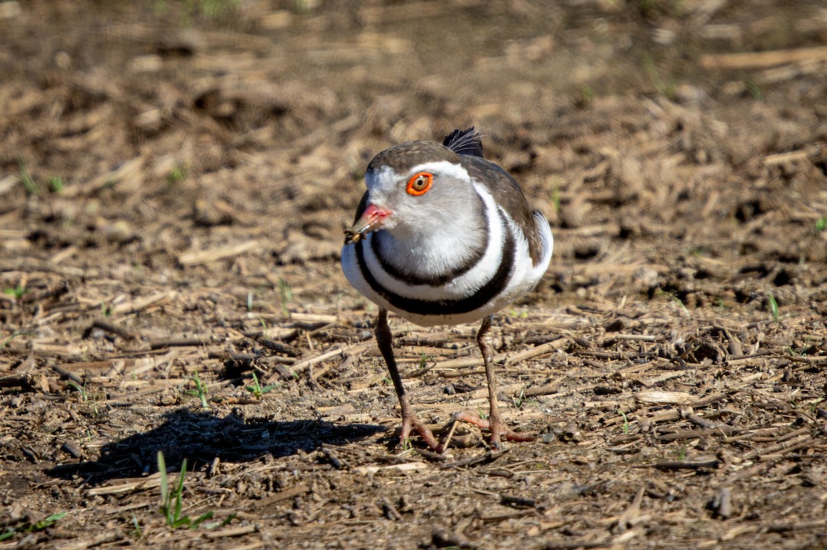 Three-banded Plover - ML645420250
