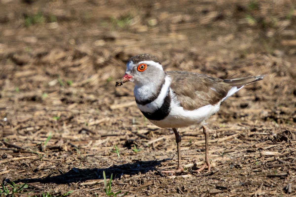Three-banded Plover - ML645420251