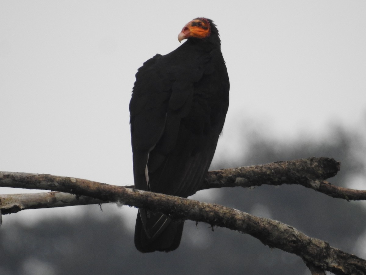 Turkey Vulture - ML645420255