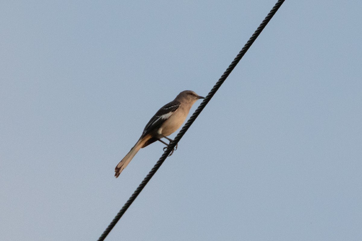 חקיינית צפונית - ML645420275