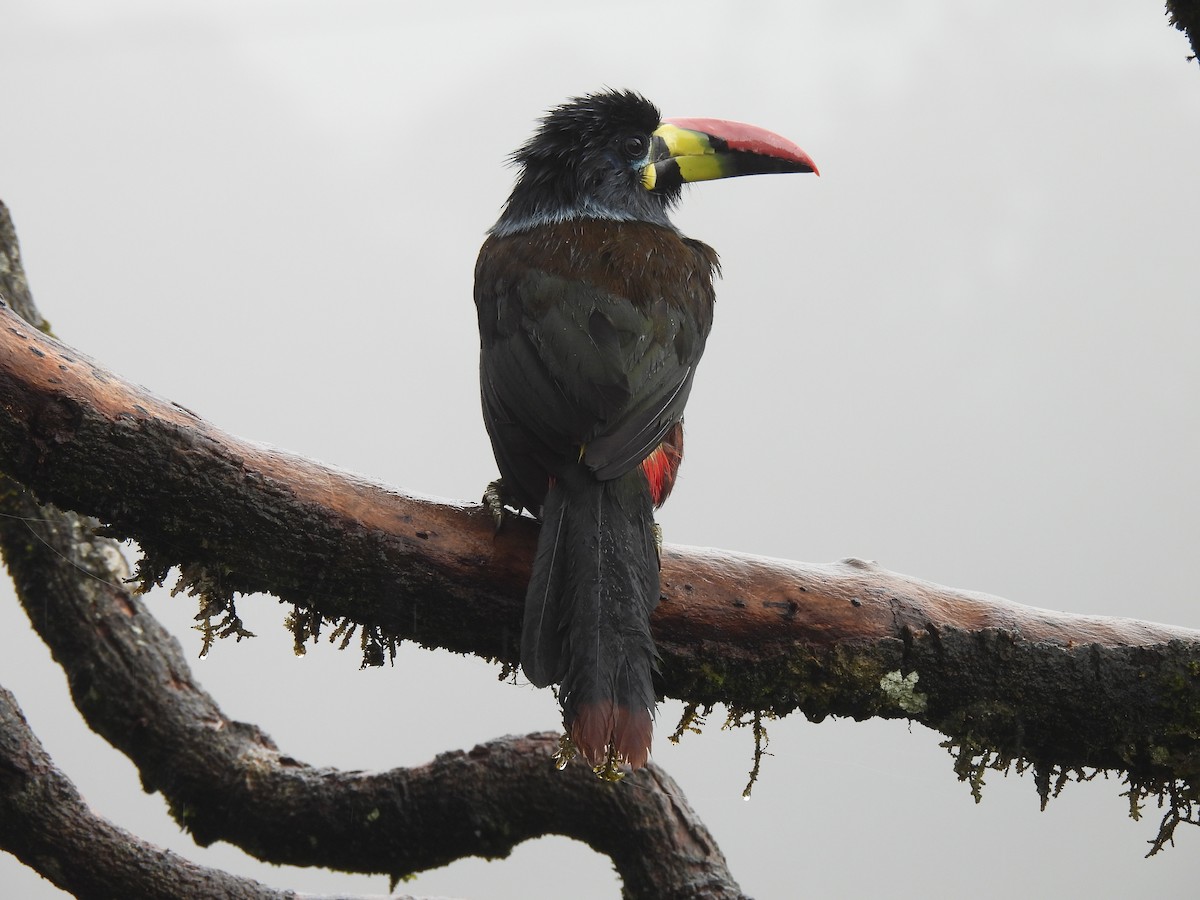 Gray-breasted Mountain-Toucan - ML645420276