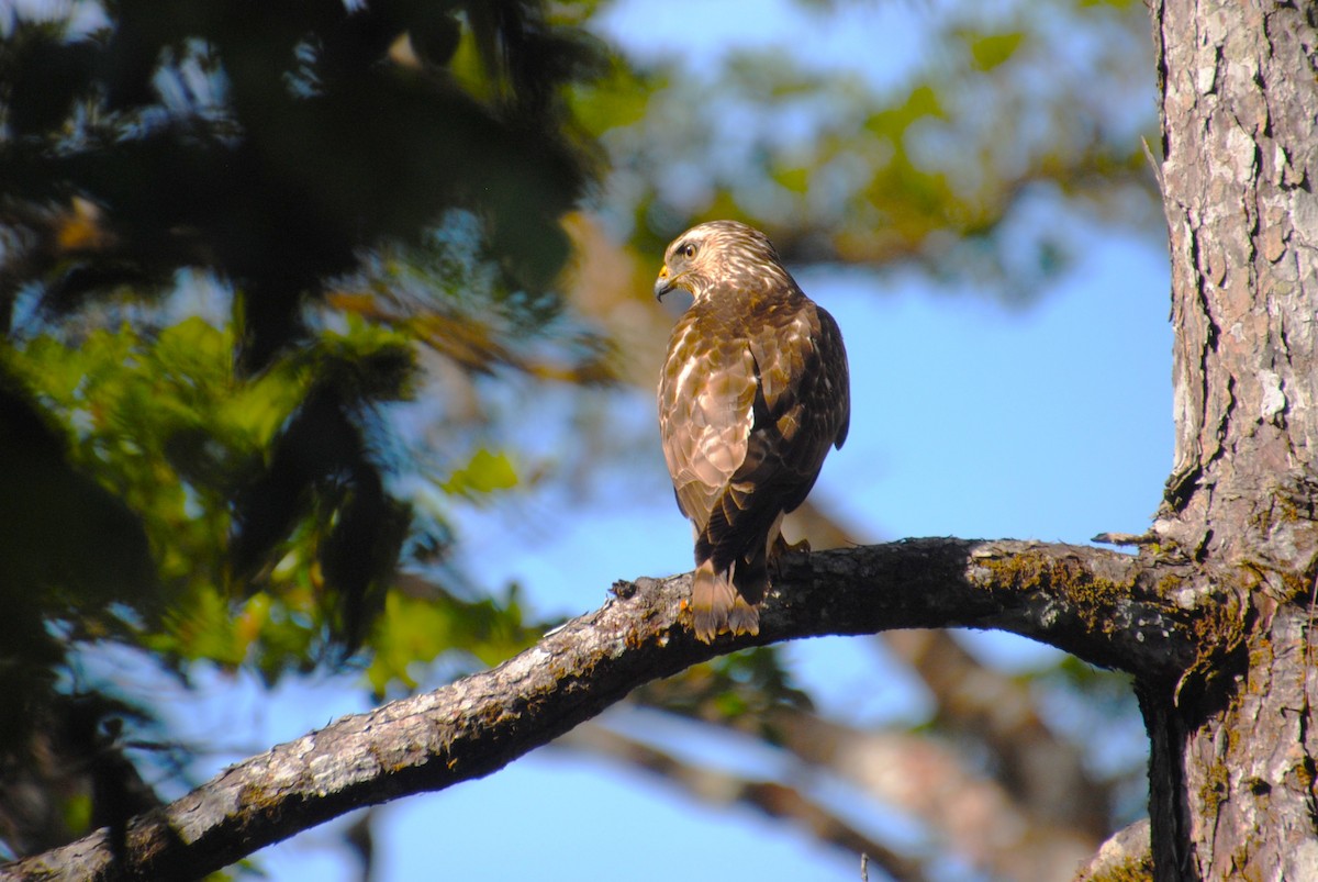 Канюк ширококрилий - ML645420288