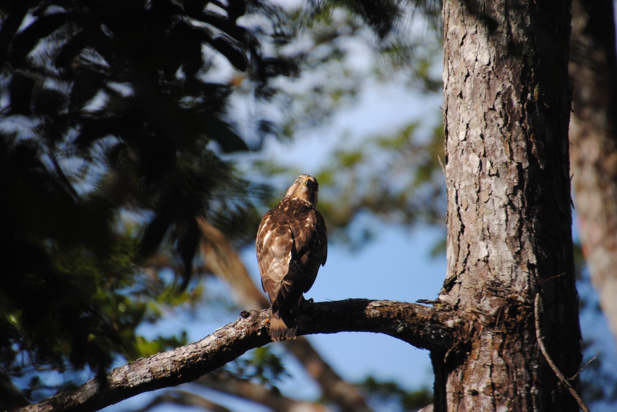 Канюк ширококрилий - ML645420289