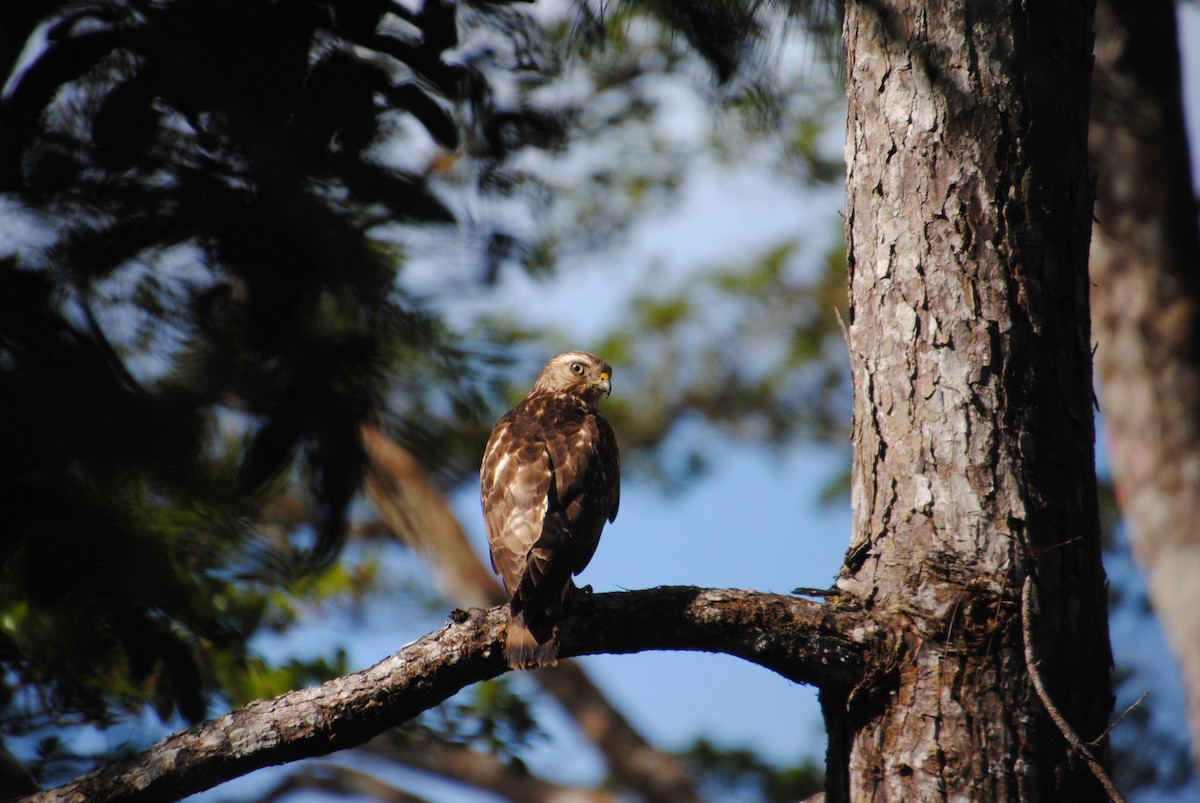 Канюк ширококрилий - ML645420290
