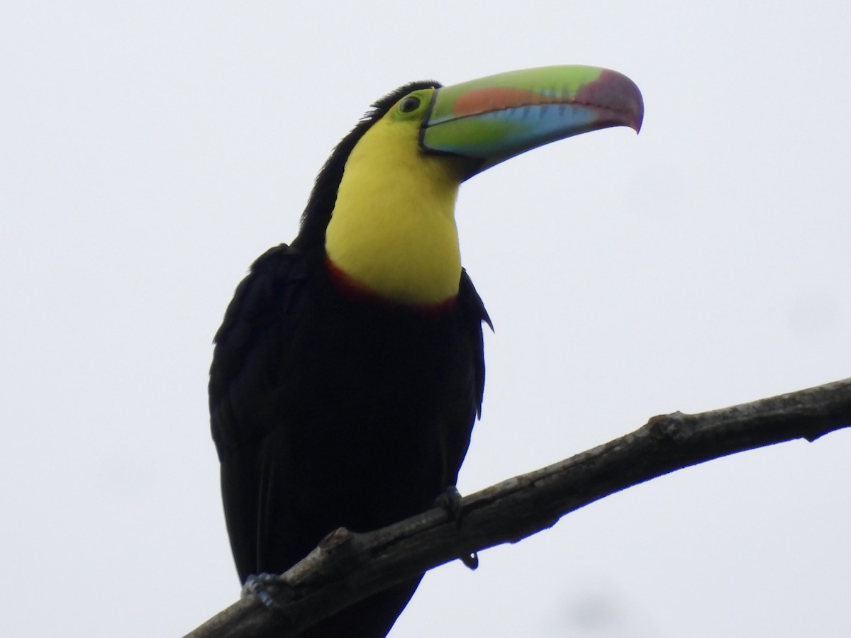 tukan středoamerický - ML645420292