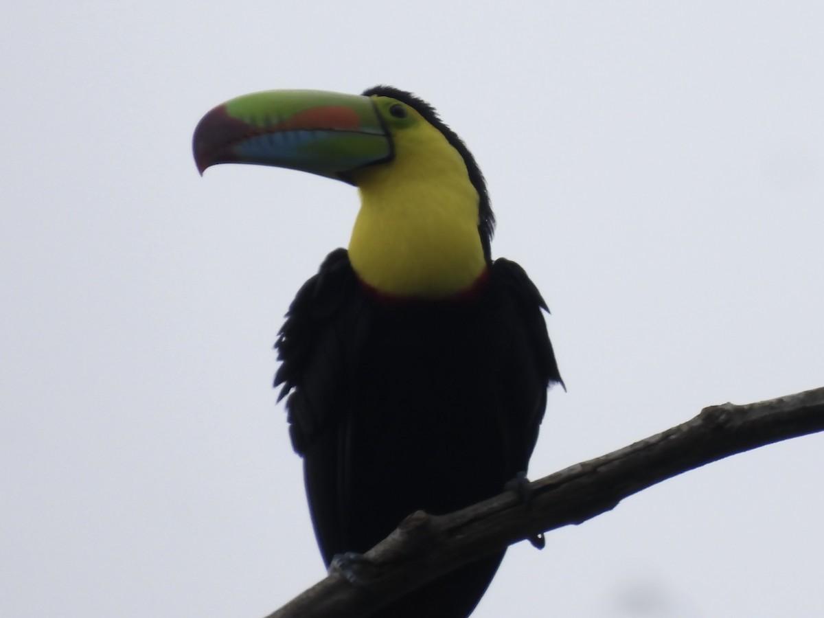 tukan středoamerický - ML645420293