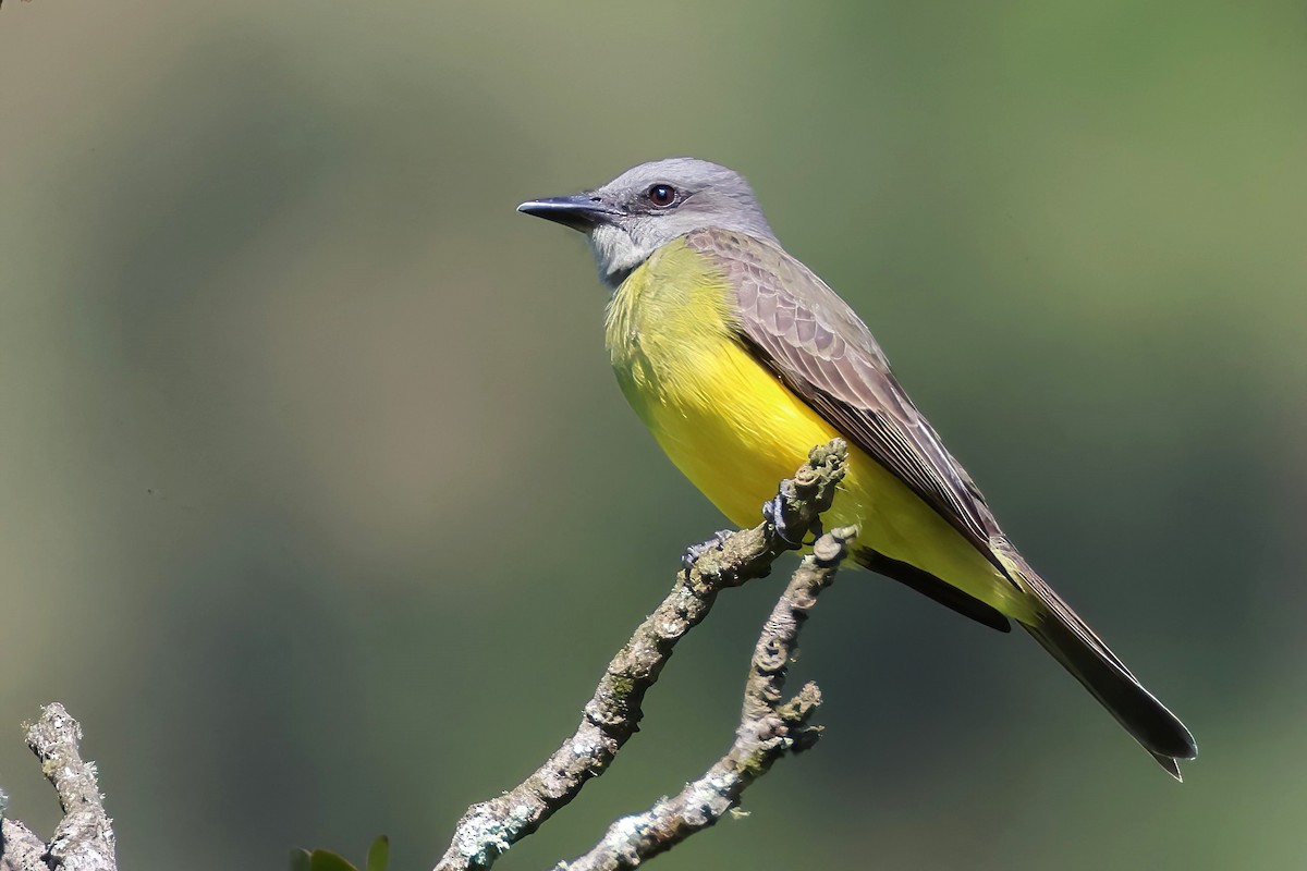 Tropical Kingbird - ML645420294
