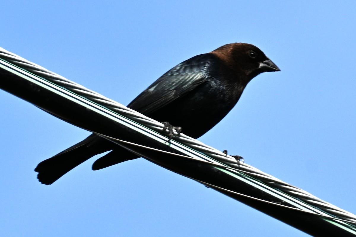 brunhodetrupial - ML645420300