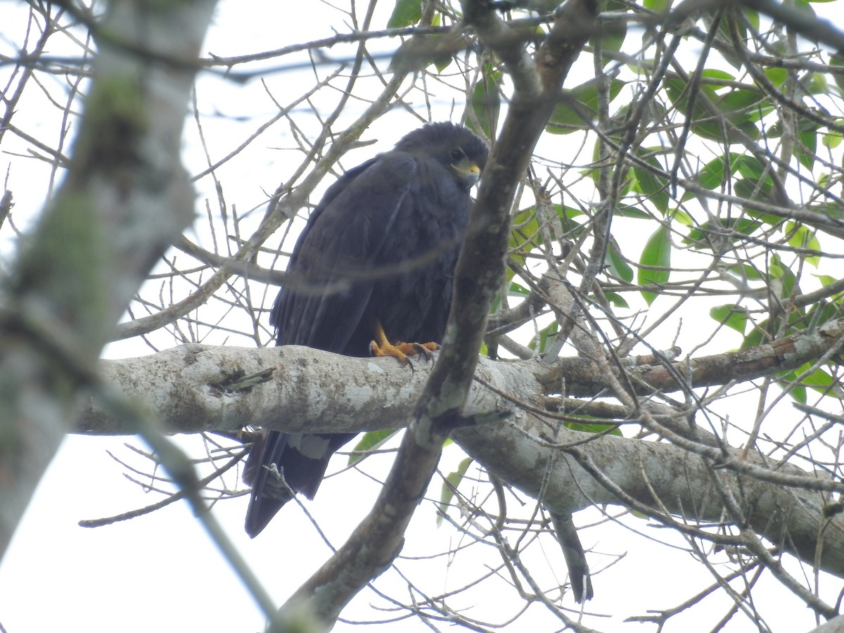 Zone-tailed Hawk - ML645420307