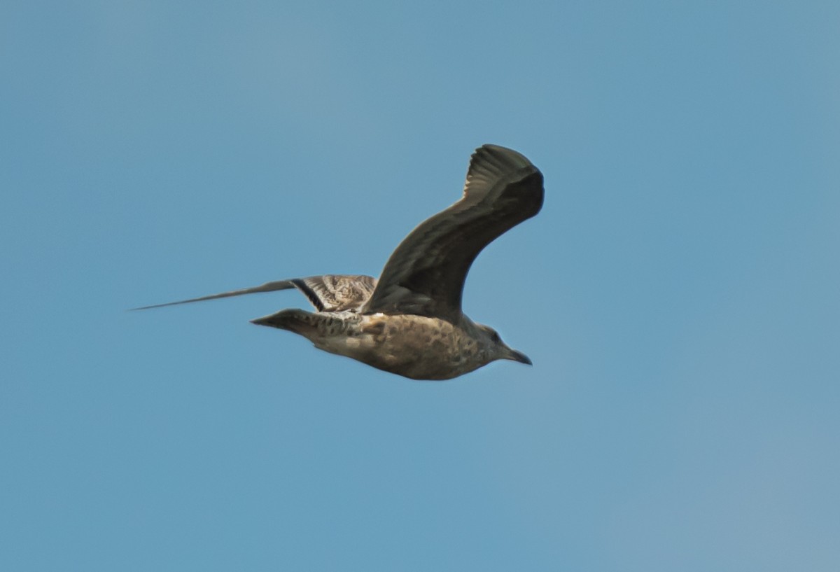 American Herring Gull - ML645420325