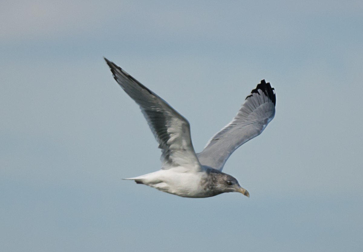 American Herring Gull - ML645420331
