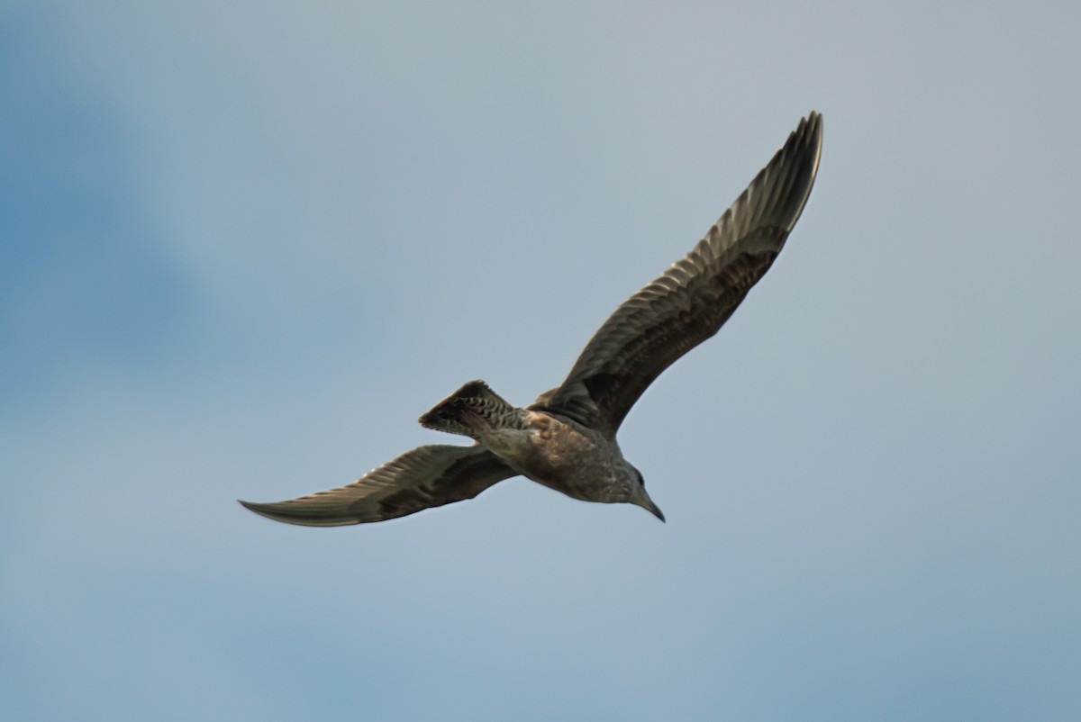 American Herring Gull - ML645420336