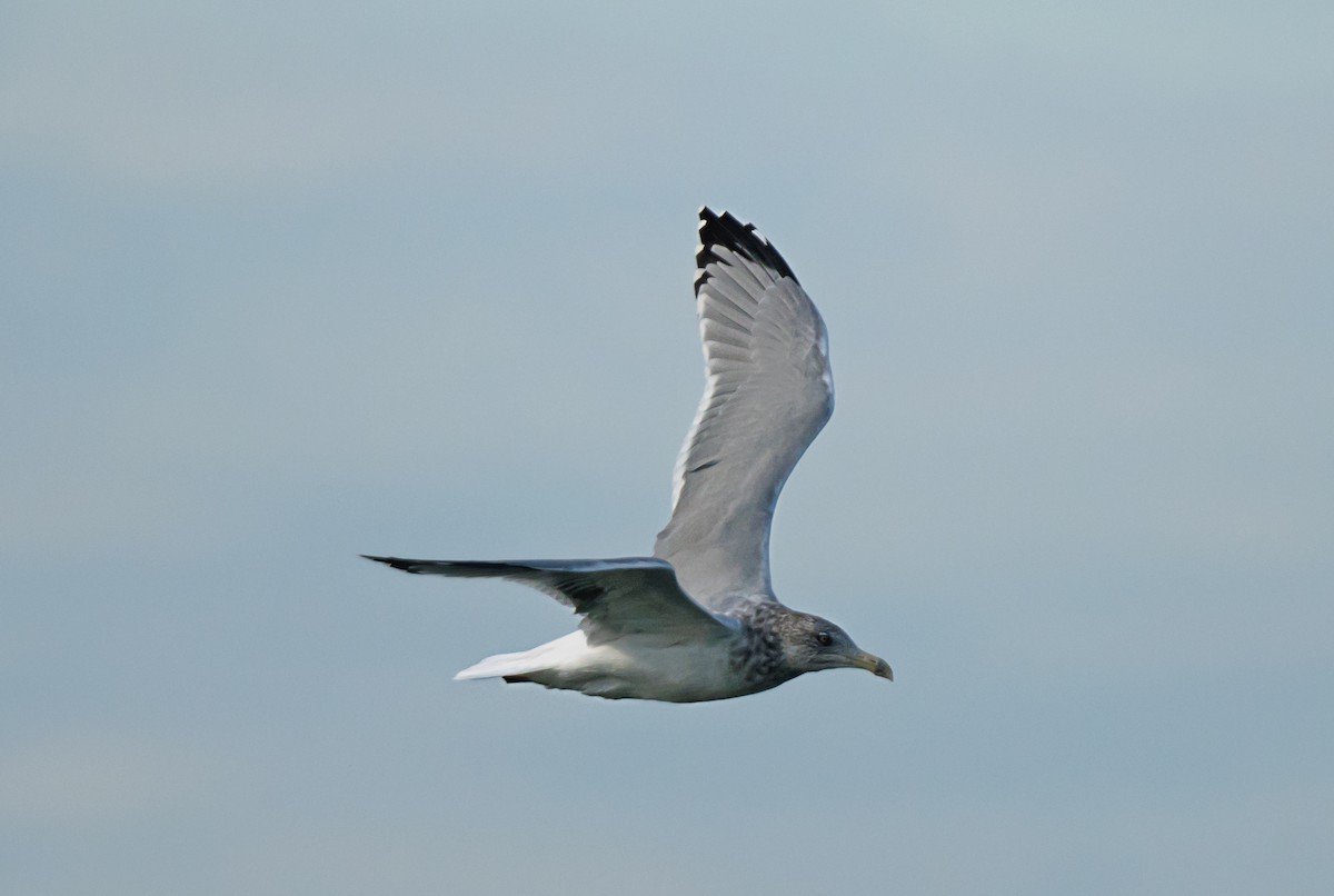 American Herring Gull - ML645420337