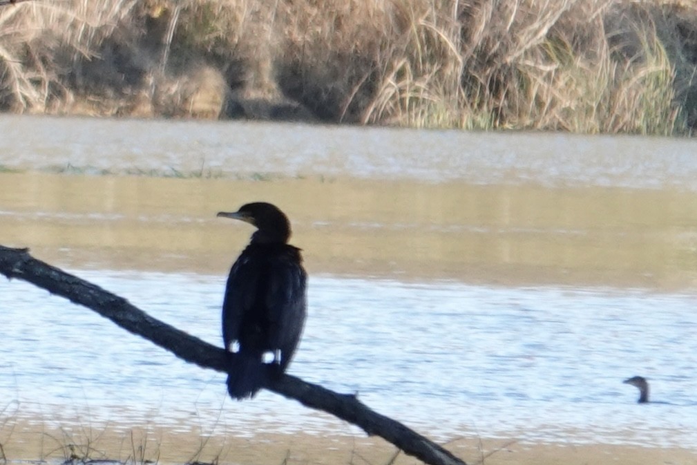 Double-crested Cormorant - ML645420343