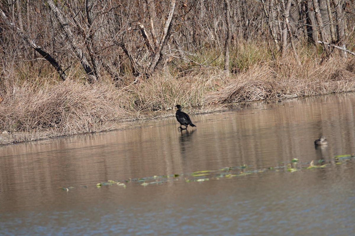 Double-crested Cormorant - ML645420344