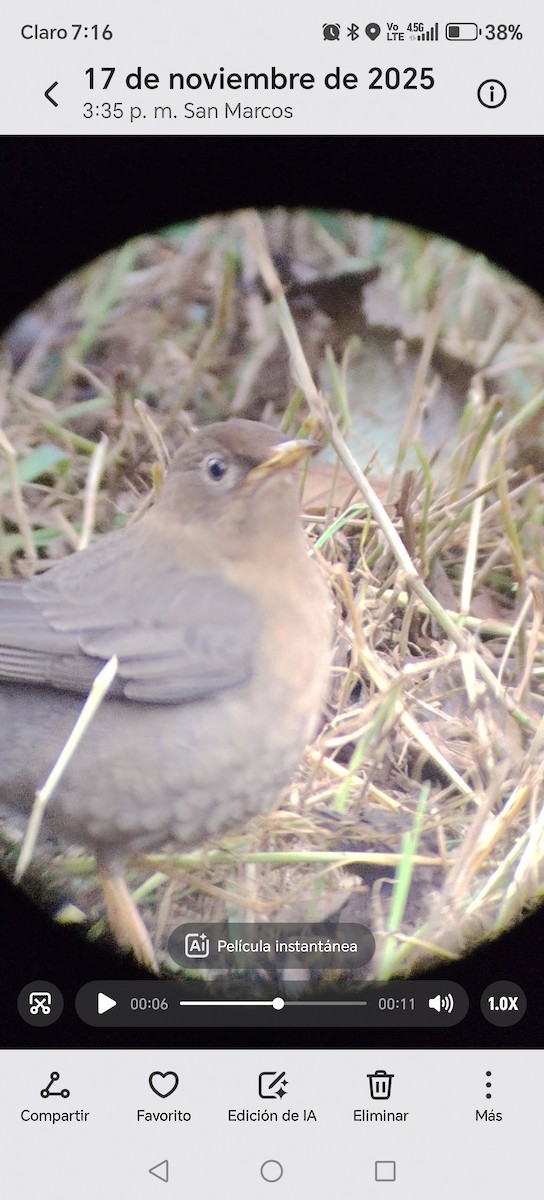 Rotnackendrossel - ML645420346