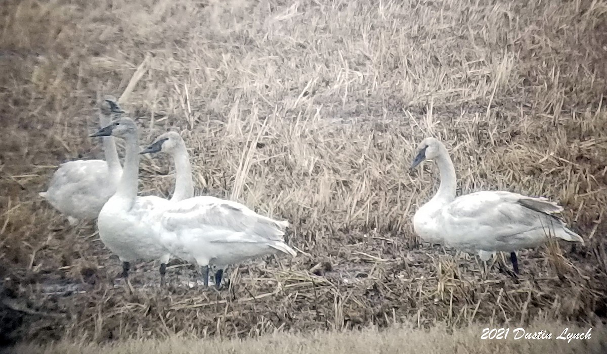 ナキハクチョウ - ML645420347