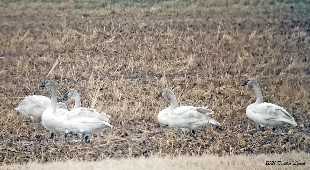 ナキハクチョウ - ML645420348