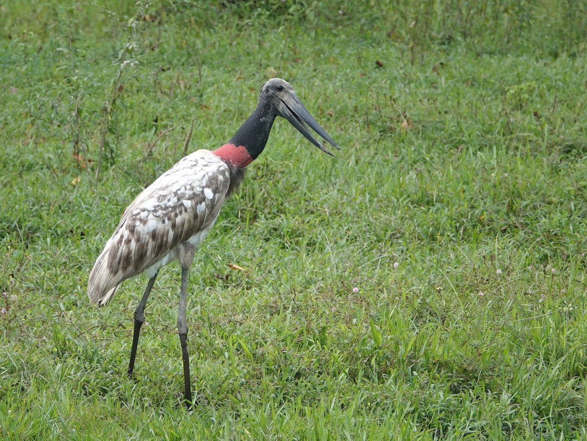 Jabiru - ML645420356
