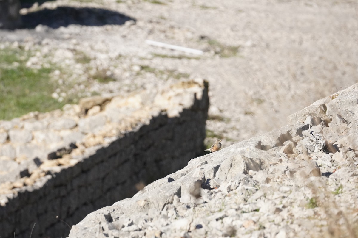 Alpine Accentor - ML645420357