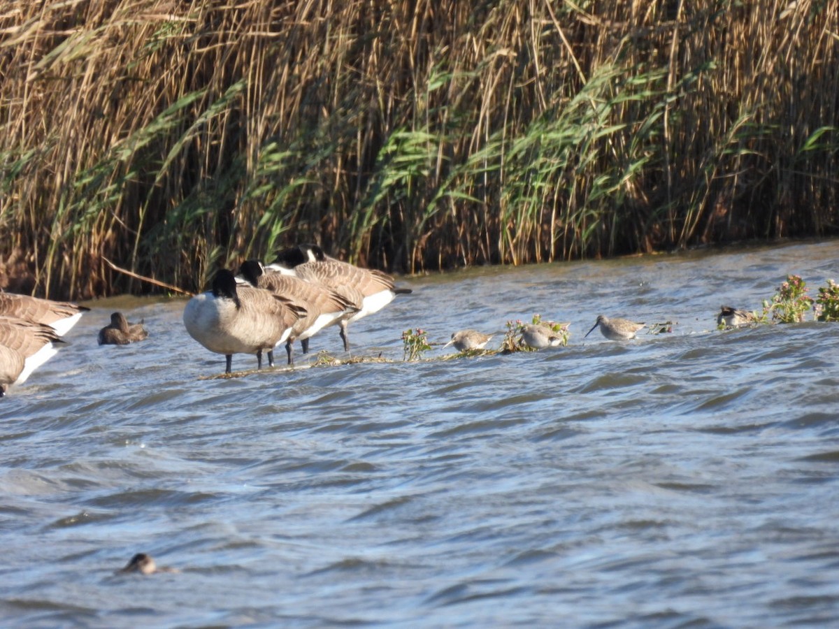 Long-billed Dowitcher - ML645420359