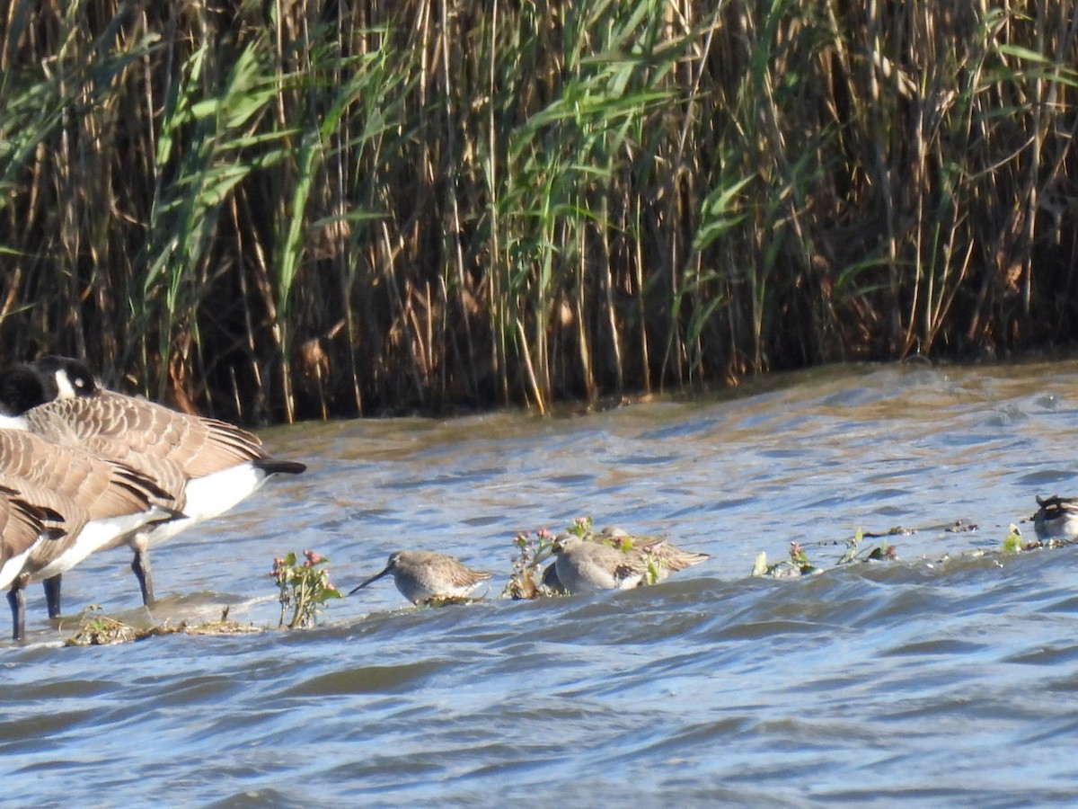 Long-billed Dowitcher - ML645420360