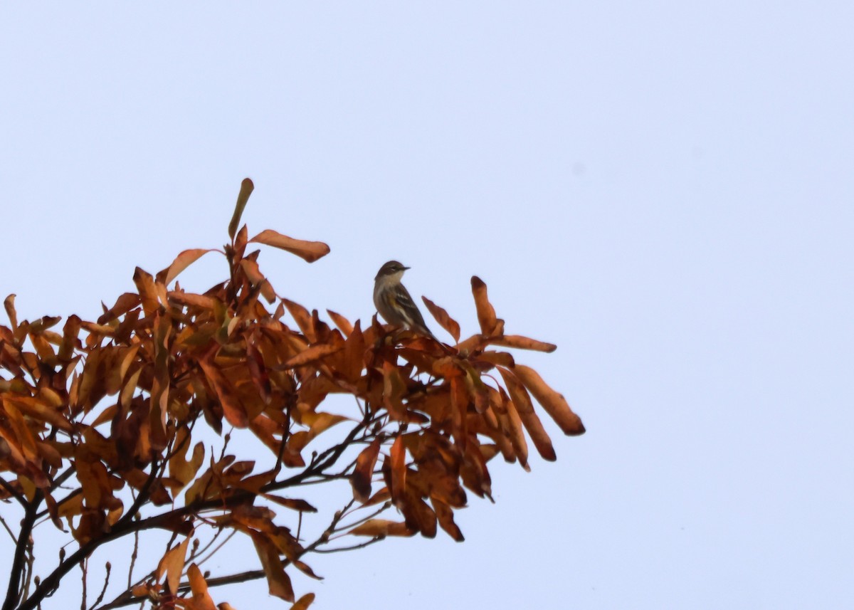 Yellow-rumped Warbler - ML645420361