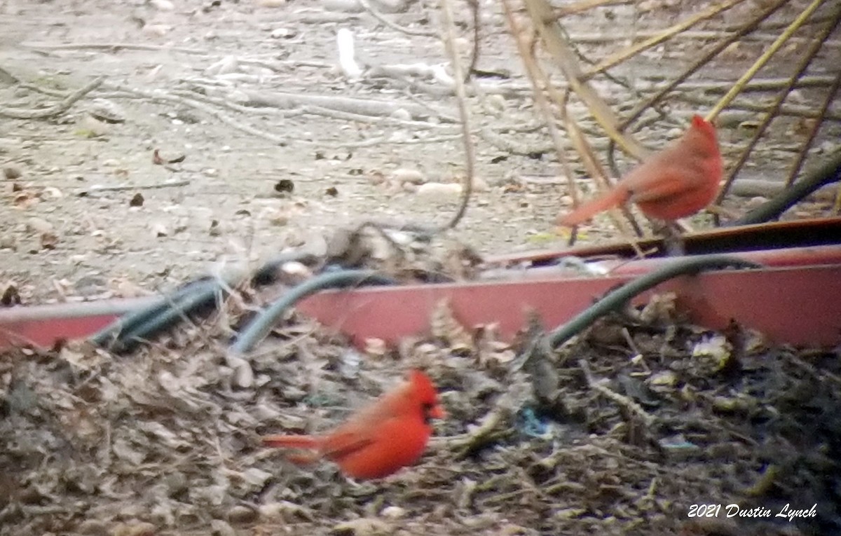 ショウジョウコウカンチョウ - ML645420368