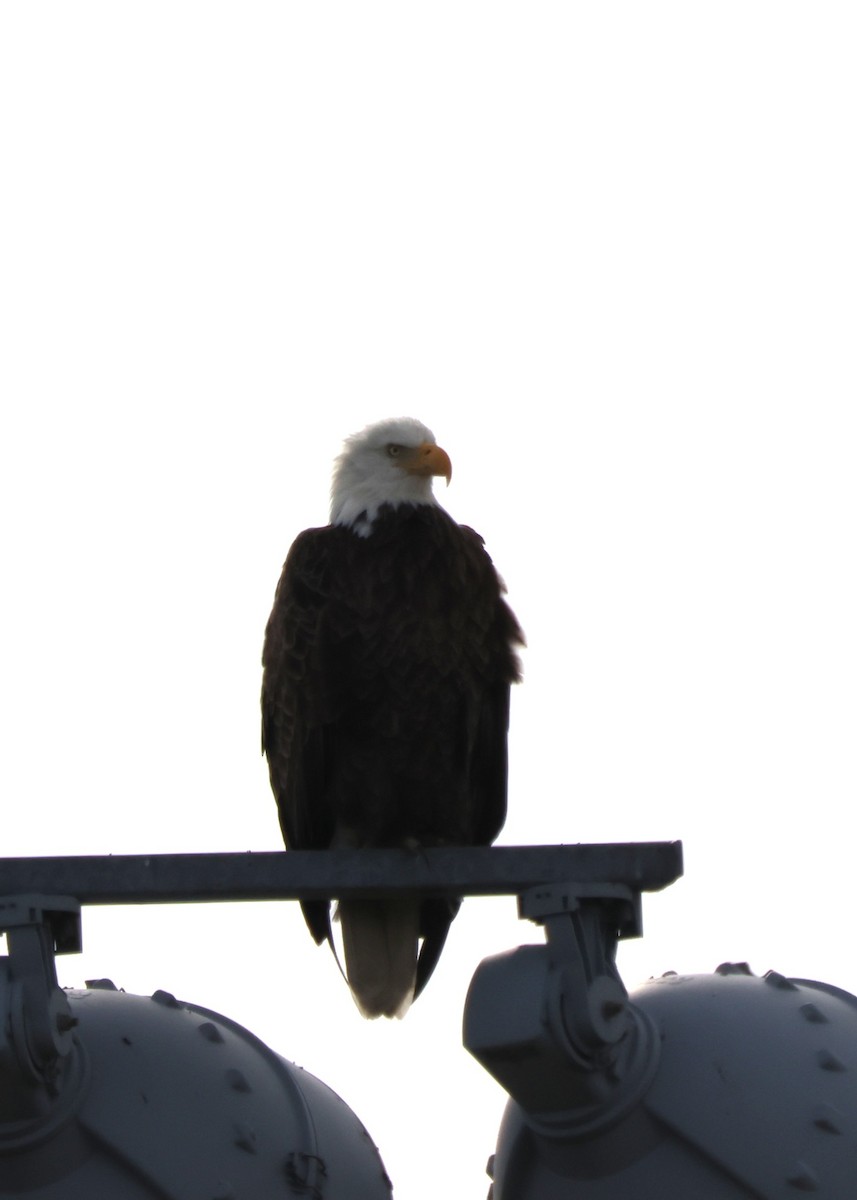 Bald Eagle - ML645420371