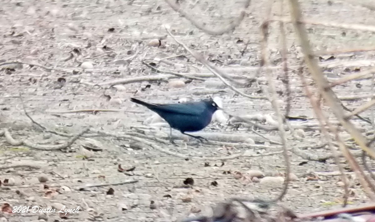 クロムクドリモドキ - ML645420391