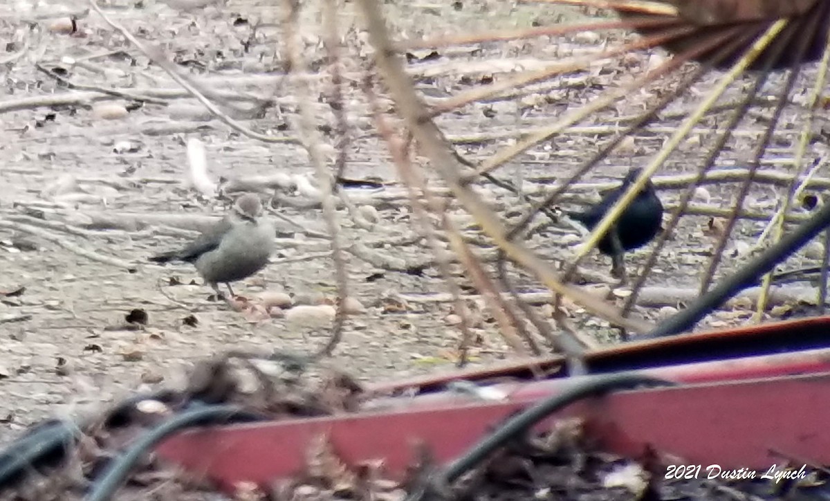 クロムクドリモドキ - ML645420392