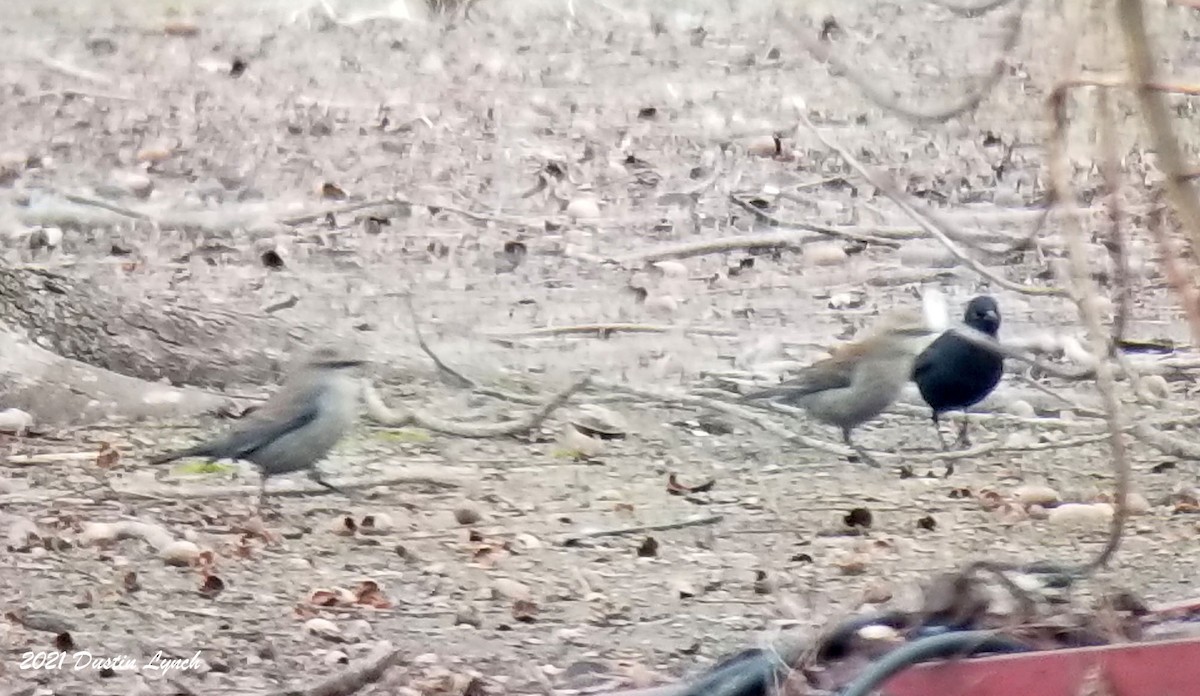 クロムクドリモドキ - ML645420393