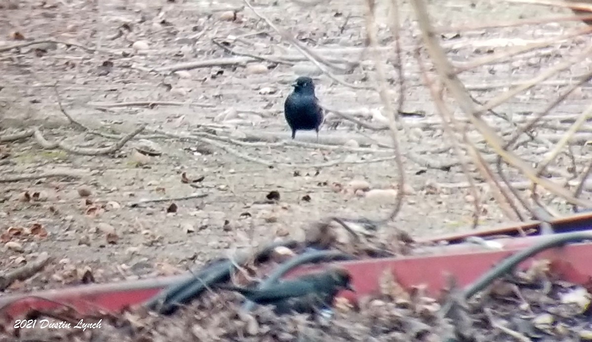 クロムクドリモドキ - ML645420394