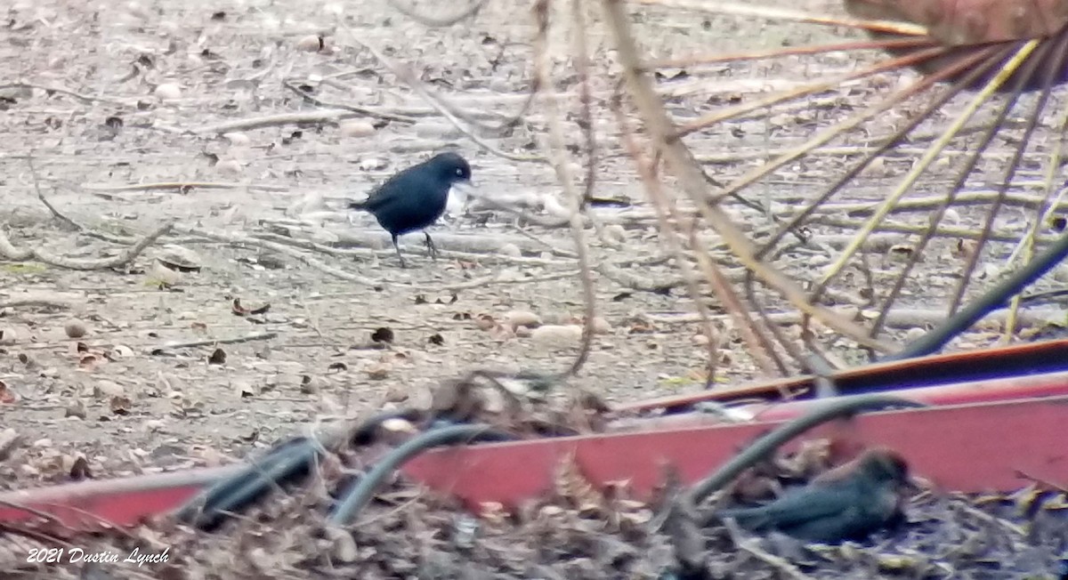 クロムクドリモドキ - ML645420395