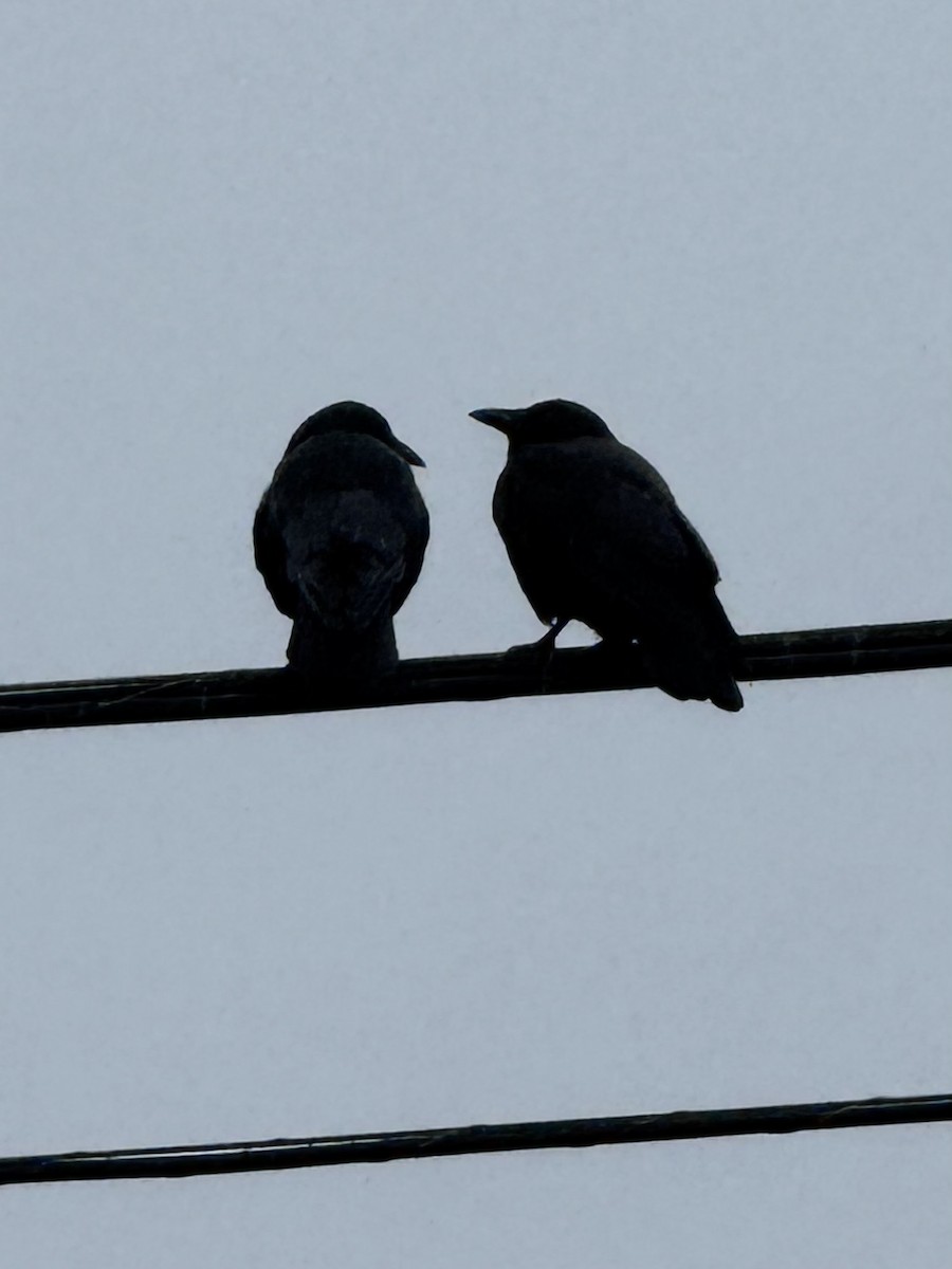 American Crow - ML645420398