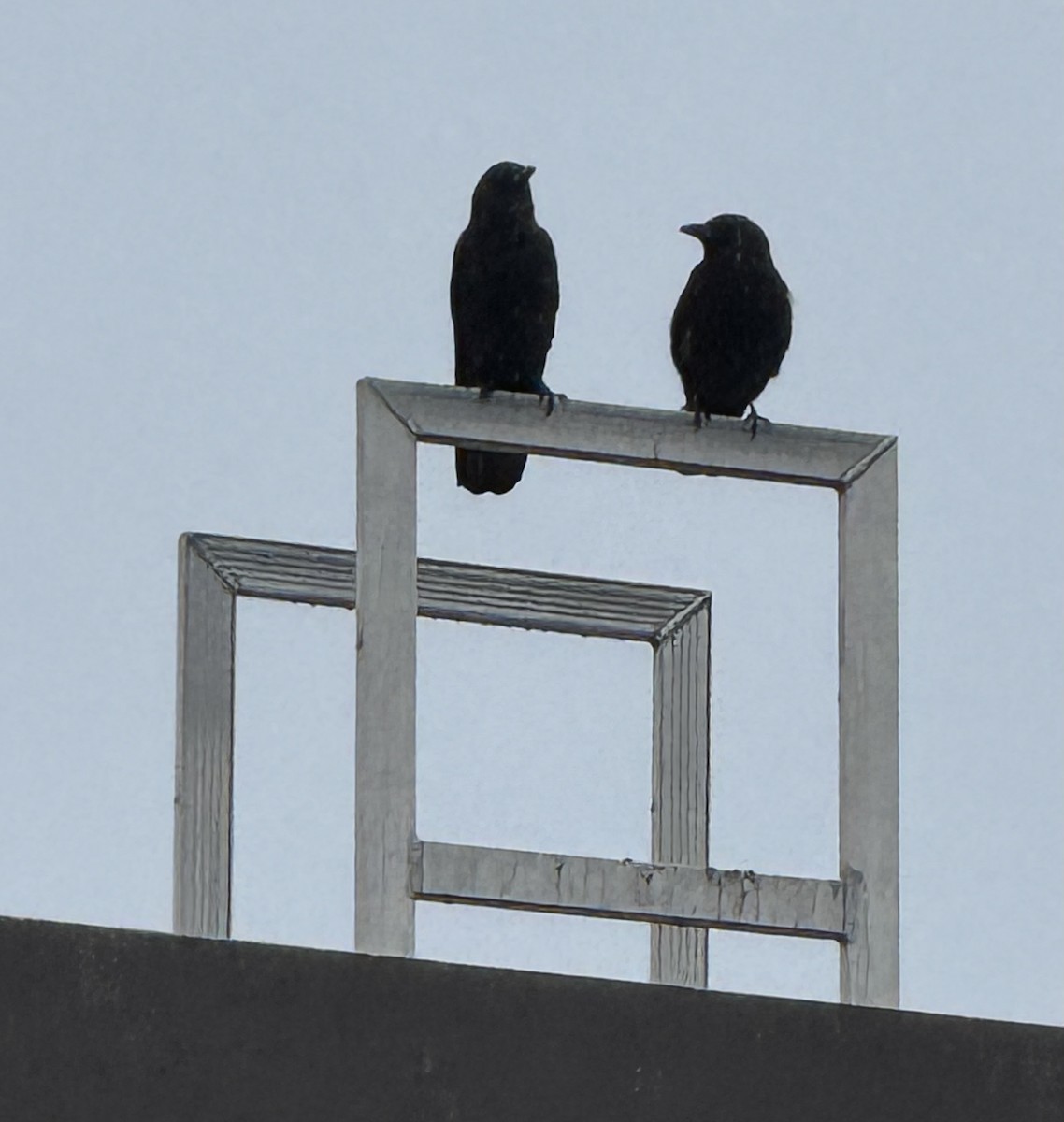 American Crow - ML645420399