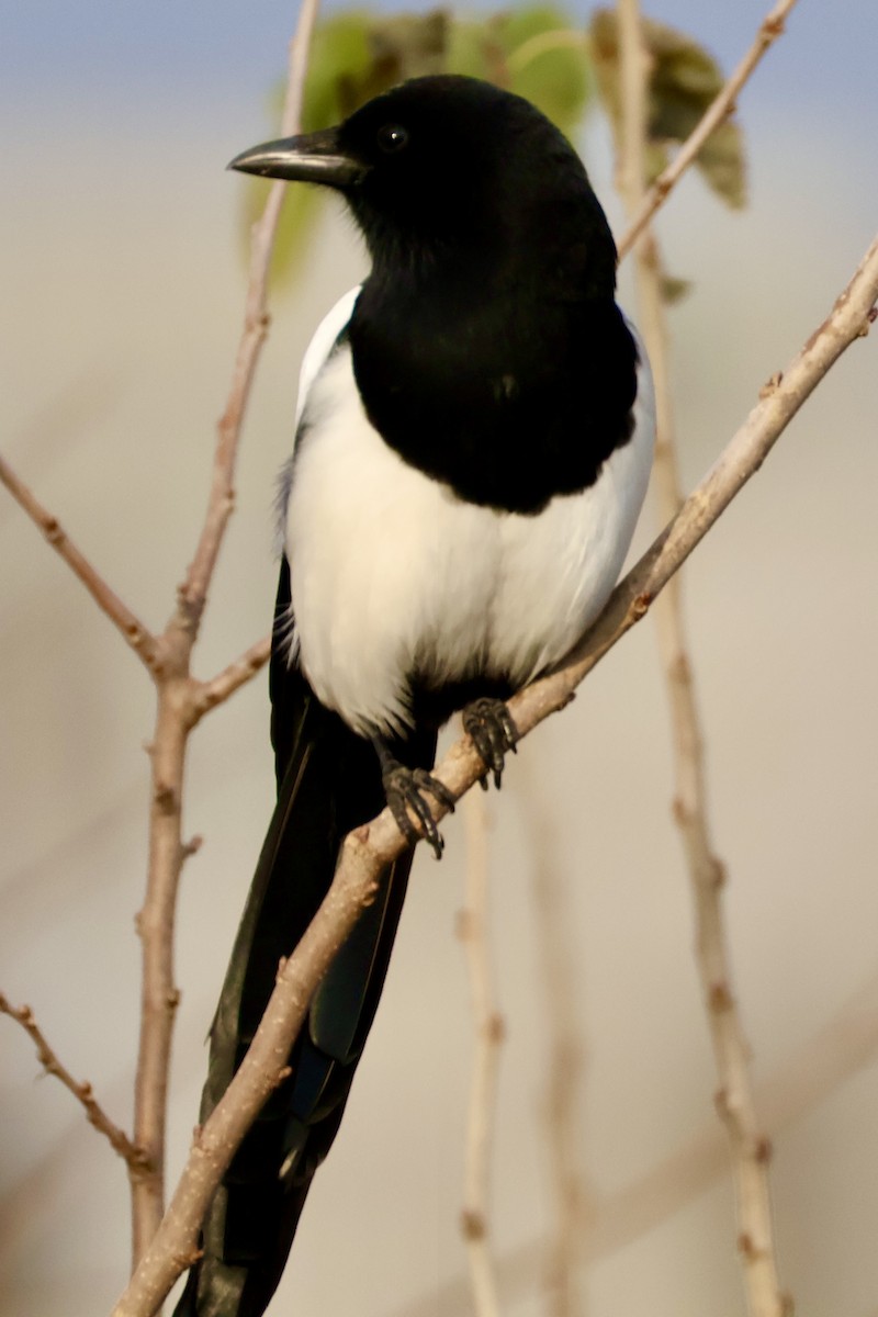 orientskjære - ML645420402