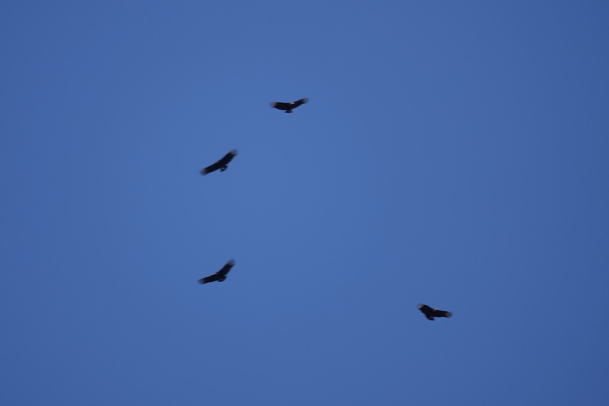 Black Vulture - ML645420405