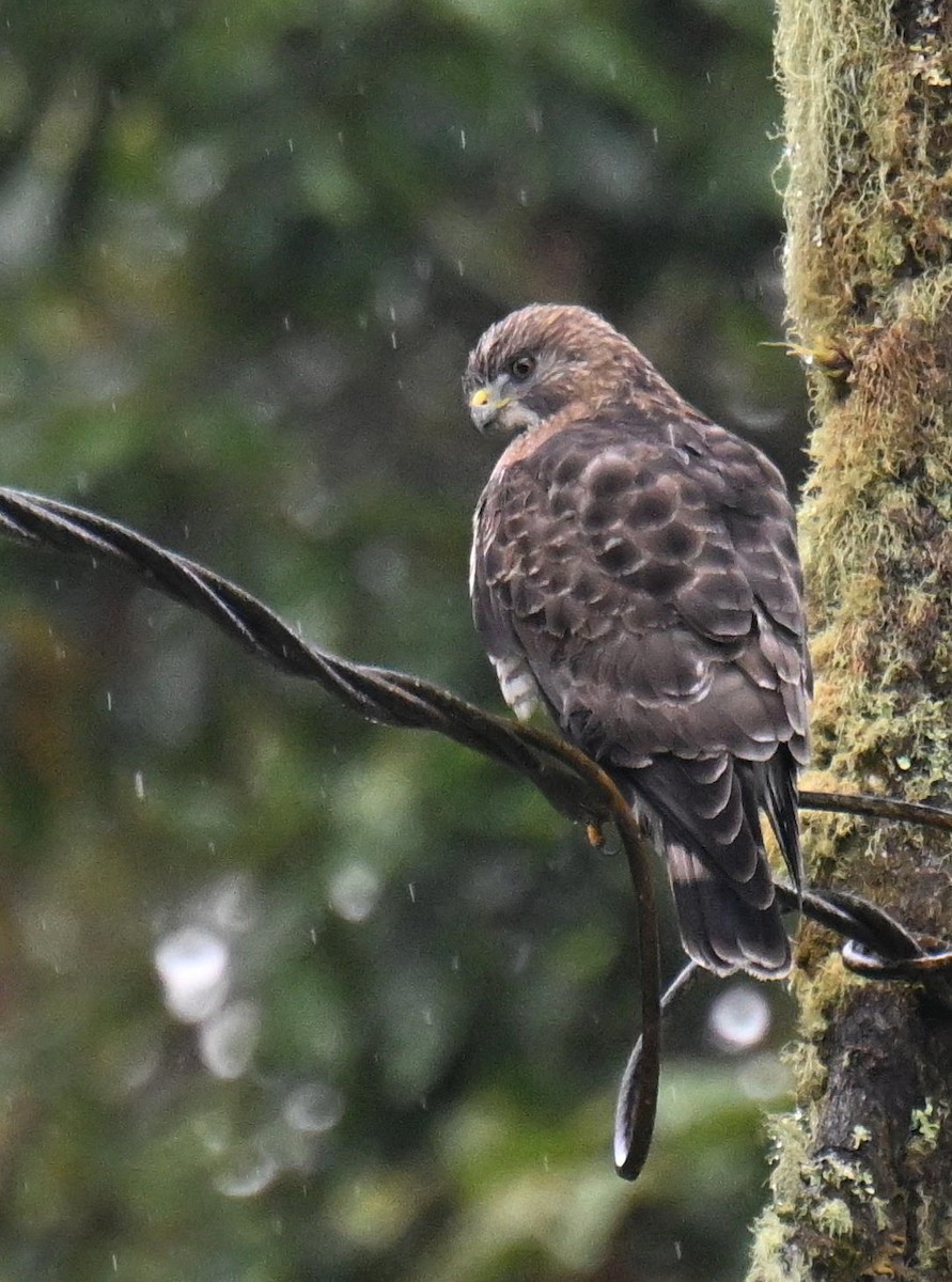 Канюк ширококрилий - ML645420423