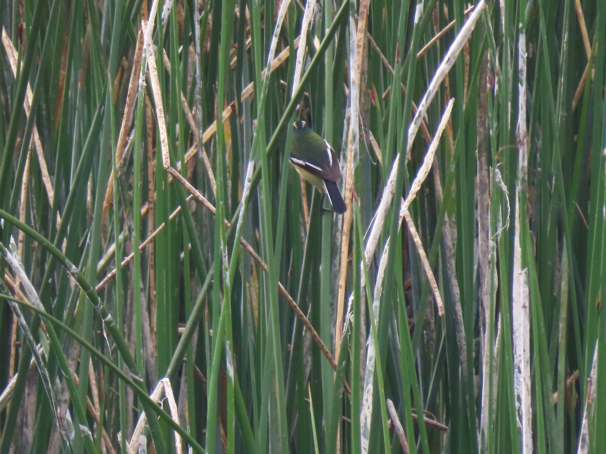 Many-colored Rush Tyrant - ML645420425