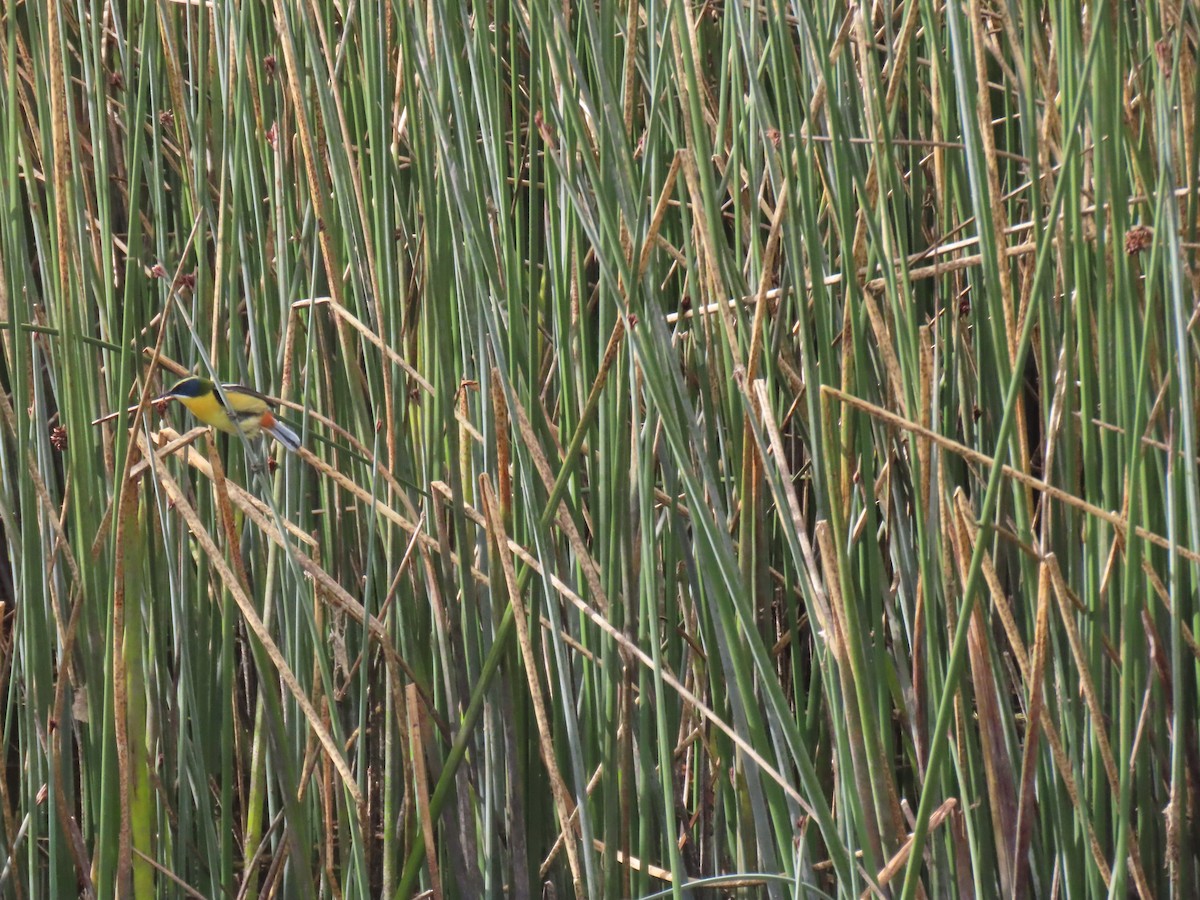 Many-colored Rush Tyrant - ML645420426