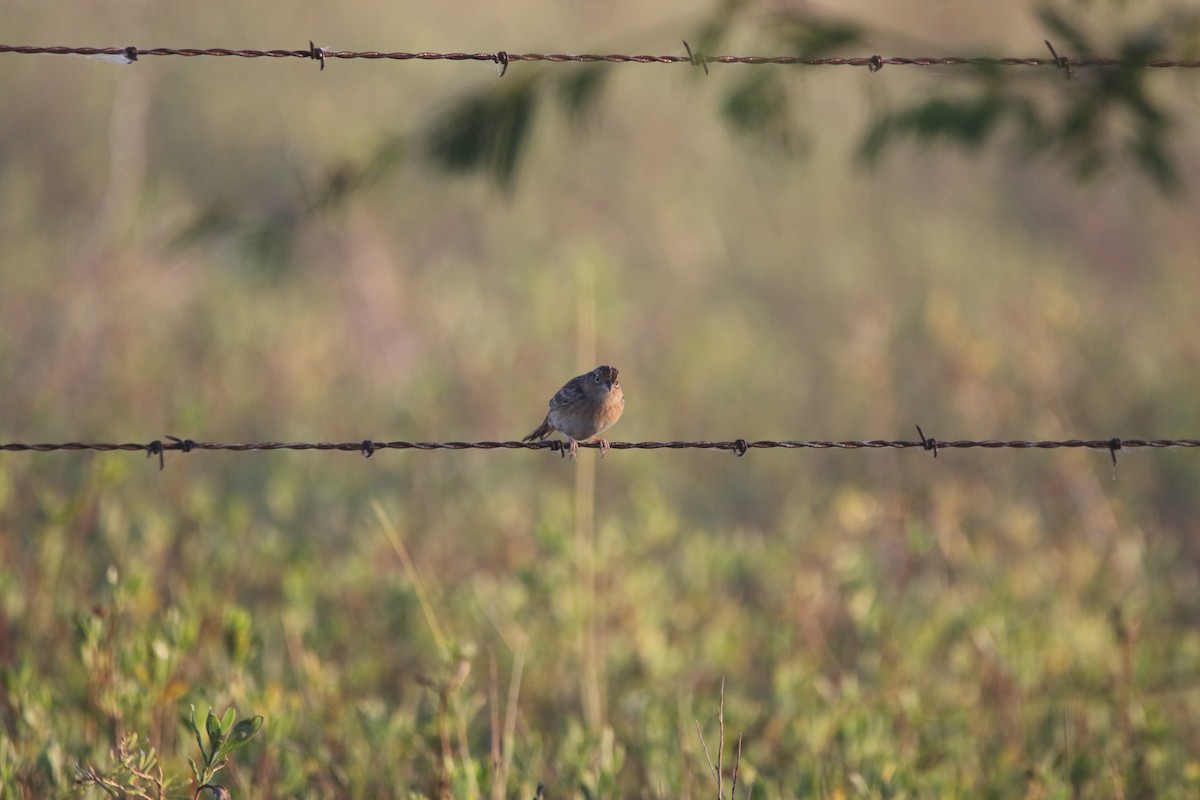 Grasshopper Sparrow - ML645420427