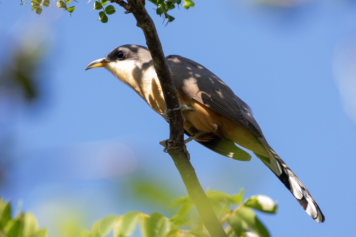 Mangrove Cuckoo - ML645420428