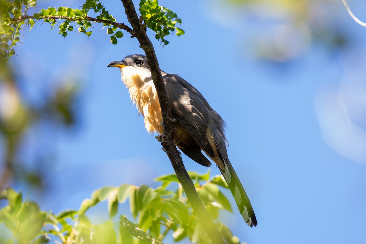 Mangrove Cuckoo - ML645420429