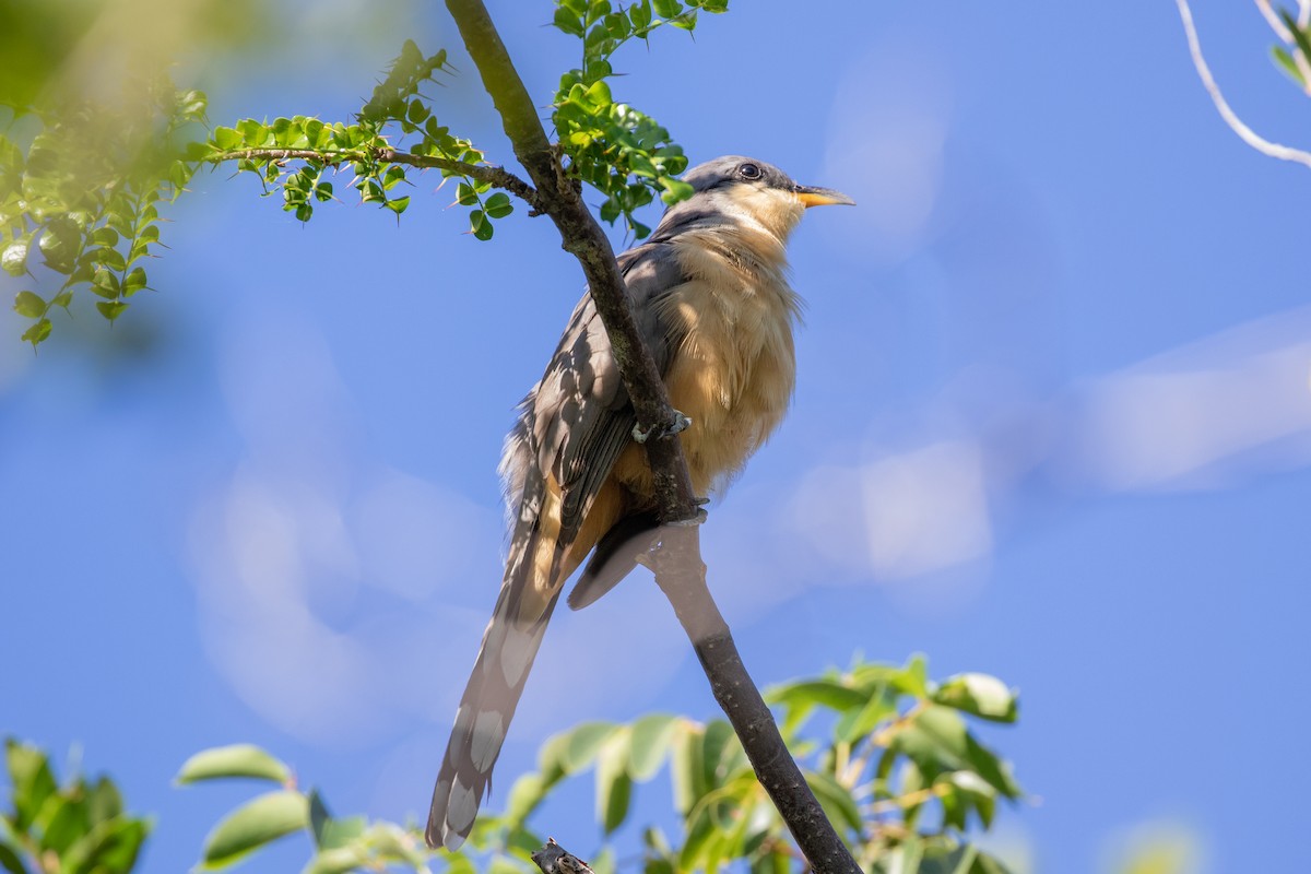 Mangrove Cuckoo - ML645420430