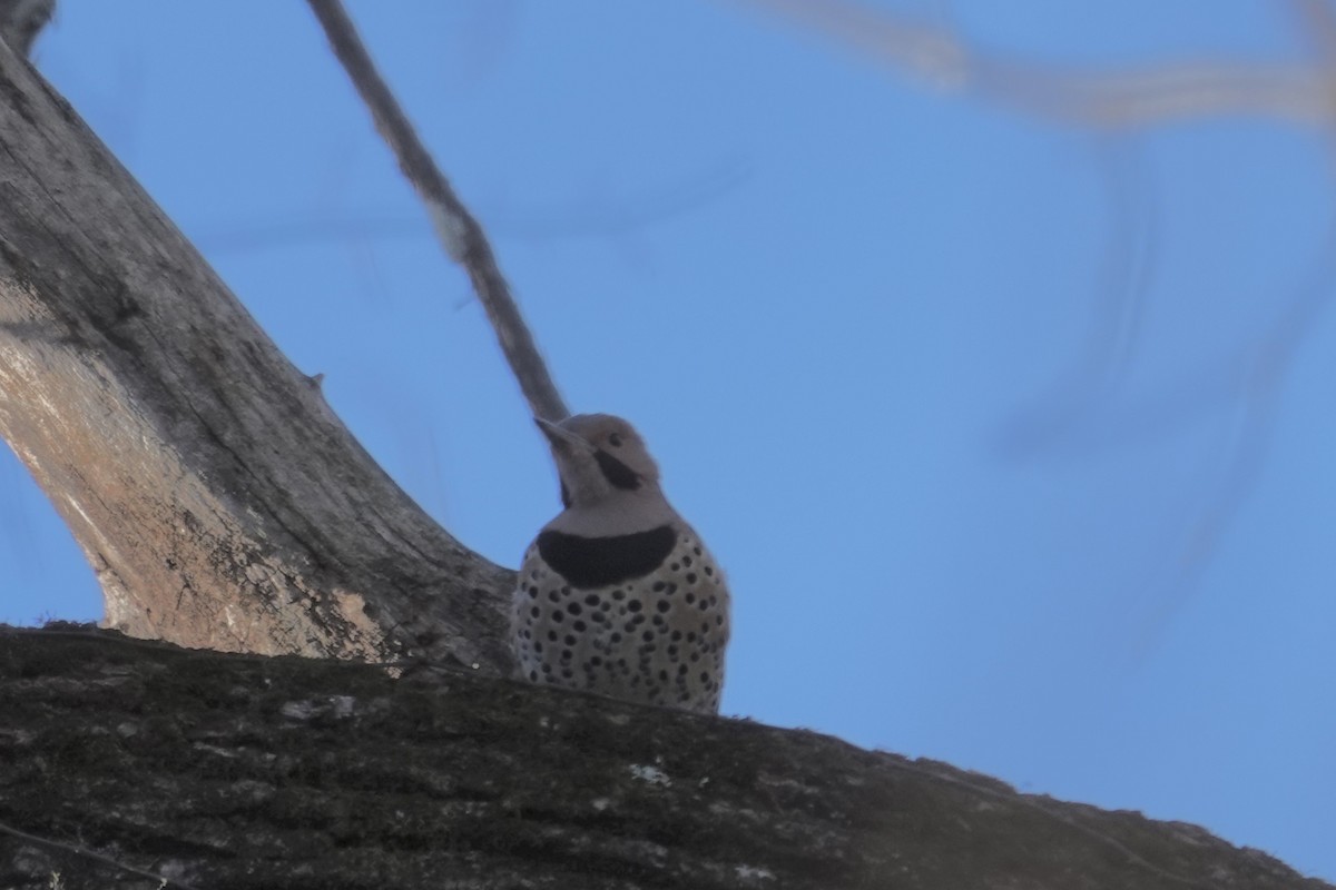 Northern Flicker - ML645420431