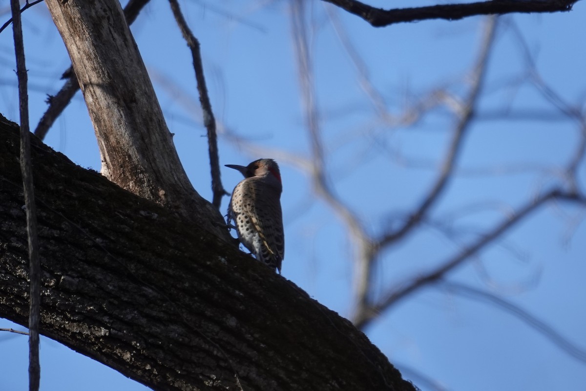 Northern Flicker - ML645420432