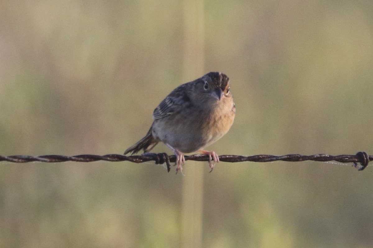 Grasshopper Sparrow - ML645420439