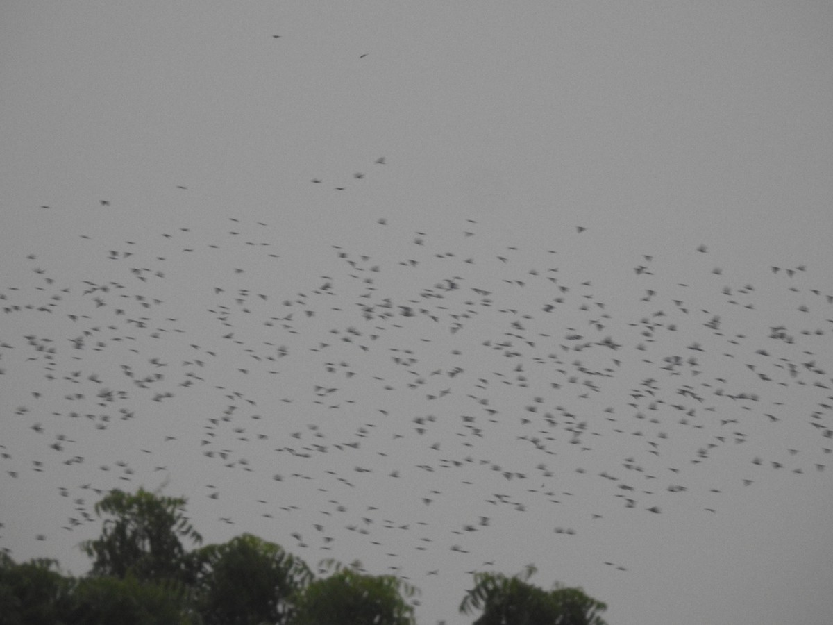 Rosy Starling - ML645420441