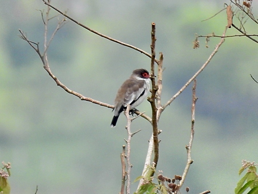 Masked Tityra - ML645420442